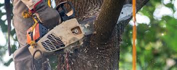 Best Tree Health Inspection  in Westmorland, CA