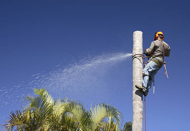 Trusted Westmorland, CA Tree Removal Services Experts