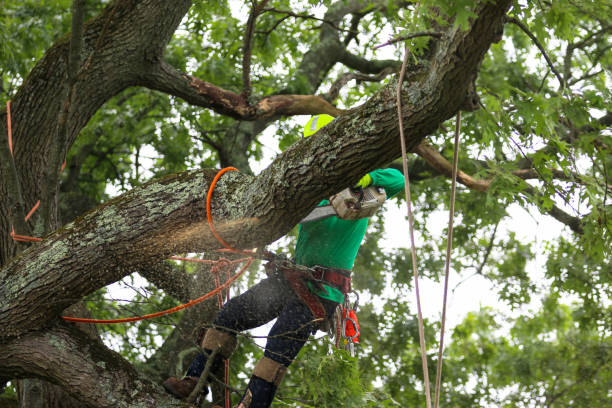 Mulching Services in Westmorland, CA